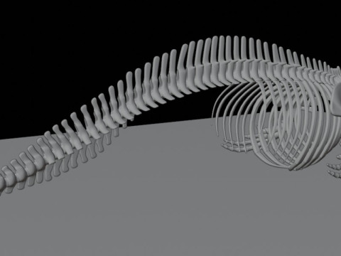 Anatomia do esqueleto da baleia assassina Modelo 3D