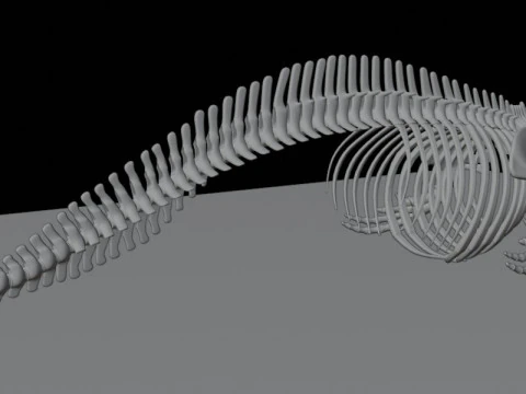 Killer Whale Skeleton Anatomy 3D Model