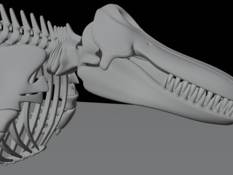 Anatomia do esqueleto da baleia assassina Modelo 3D