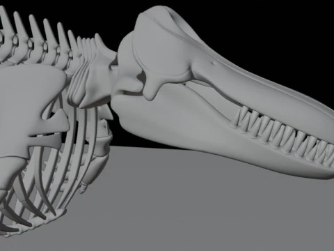 Killer Whale Skeleton Anatomy 3D Model