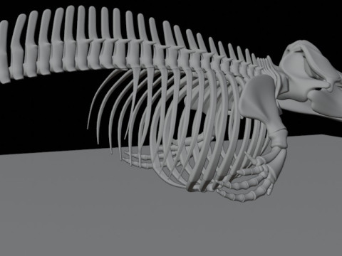 Anatomia do esqueleto da baleia assassina Modelo 3D