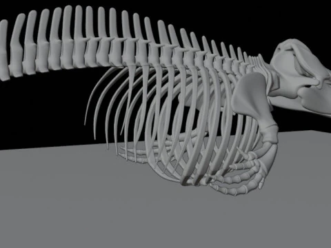 Killer Whale Skeleton Anatomy 3D Model