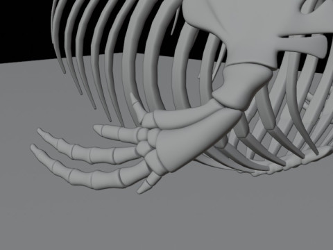 Anatomia do esqueleto da baleia assassina Modelo 3D