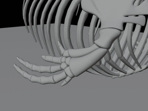 Killer Whale Skeleton Anatomy 3D Model