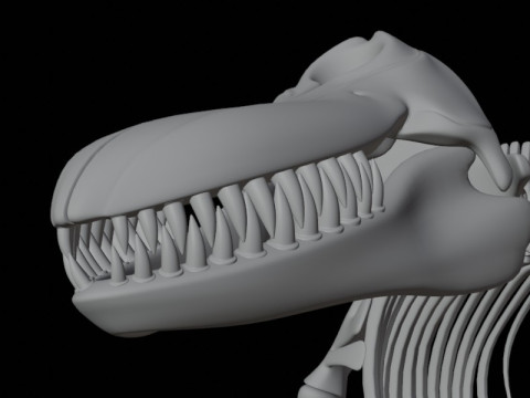 Anatomia do esqueleto da baleia assassina Modelo 3D