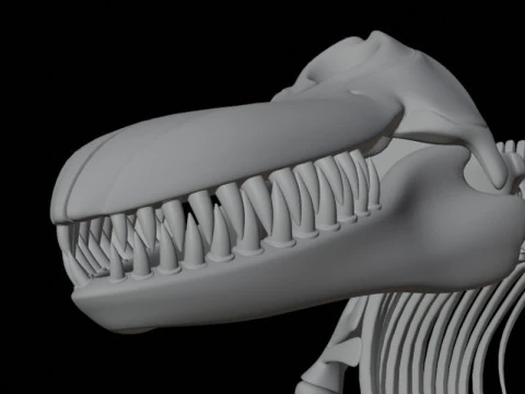 Killer Whale Skeleton Anatomy 3D Model