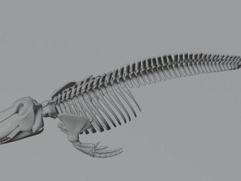 Anatomia do esqueleto da baleia assassina Modelo 3D