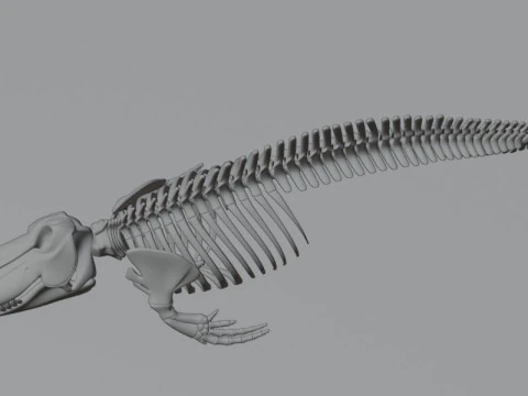 Killer Whale Skeleton Anatomy 3D Model
