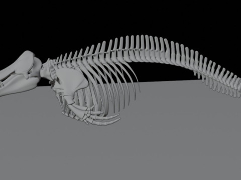 Anatomia do esqueleto da baleia assassina Modelo 3D