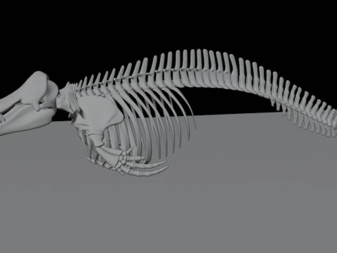 Killer Whale Skeleton Anatomy 3D Model