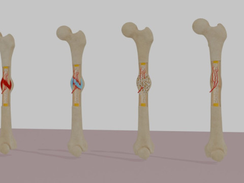Human Long Bone Structure Internal Anatomy and Healing stages 3D Model