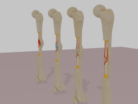 Human Long Bone Structure Internal Anatomy and Healing stages 3D Model