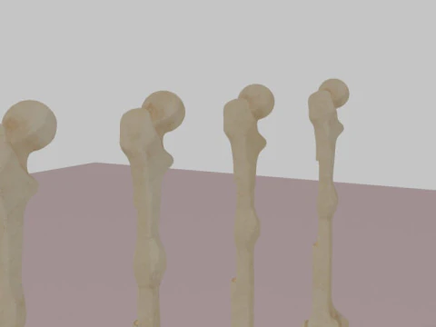 Human Long Bone Structure Internal Anatomy and Healing stages 3D Model