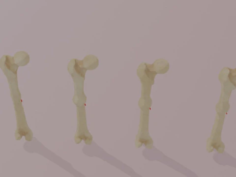 Human Long Bone Structure Internal Anatomy and Healing stages 3D Model