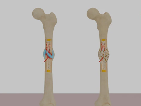 Human Long Bone Structure Internal Anatomy and Healing stages 3D Model