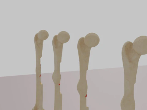 Human Long Bone Structure Internal Anatomy and Healing stages 3D Model