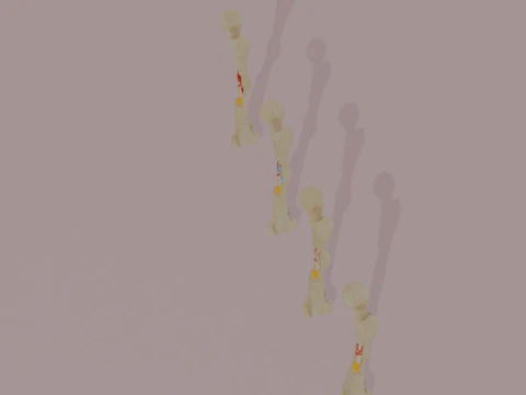 Human Long Bone Structure Internal Anatomy and Healing stages 3D Model