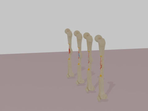 Human Long Bone Structure Internal Anatomy and Healing stages 3D Model