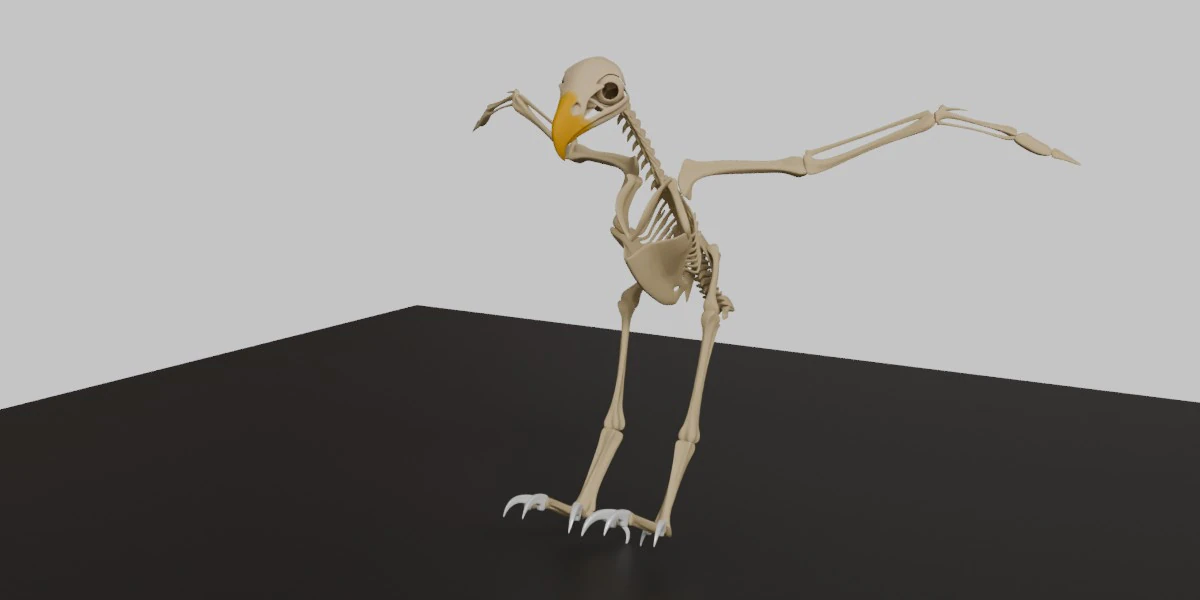Stylized Avian Skeleton 3D Anatomy Model With Extended Wings 3D Model .c4d .max .obj .3ds .fbx .stl .blend