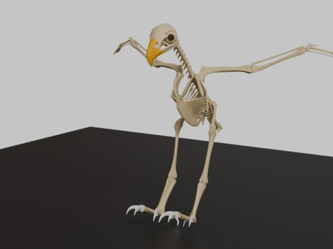 Stylized Avian Skeleton 3D Anatomy Model With Extended Wings 3D Model