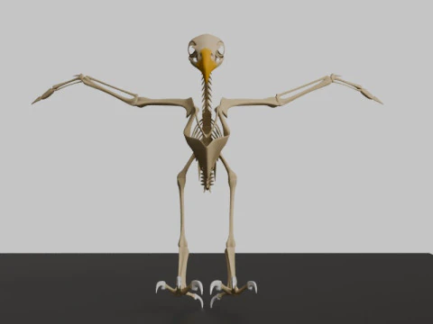 Stylized Avian Skeleton 3D Anatomy Model With Extended Wings 3D Model
