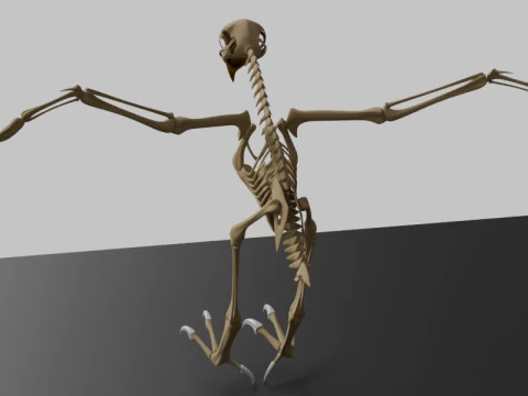 Stylized Avian Skeleton 3D Anatomy Model With Extended Wings 3D Model