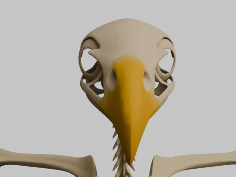 Stylized Avian Skeleton 3D Anatomy Model With Extended Wings 3D Model