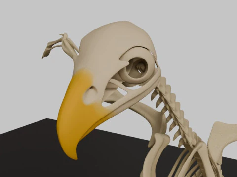 Stylized Avian Skeleton 3D Anatomy Model With Extended Wings 3D Model