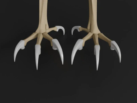Stylized Avian Skeleton 3D Anatomy Model With Extended Wings 3D Model