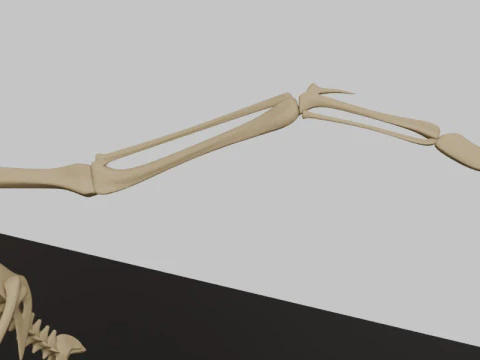 Stylized Avian Skeleton 3D Anatomy Model With Extended Wings 3D Model