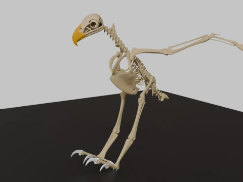 Stylized Avian Skeleton 3D Anatomy Model With Extended Wings 3D Model