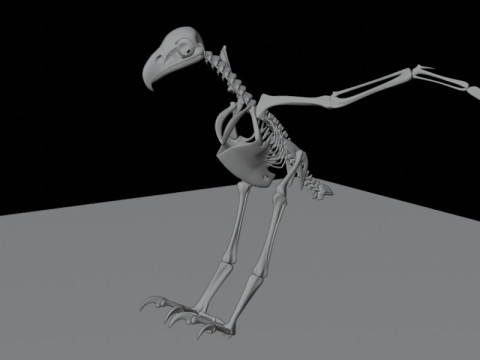Stylized Avian Skeleton 3D Anatomy Model With Extended Wings Beshmesh 3D Model