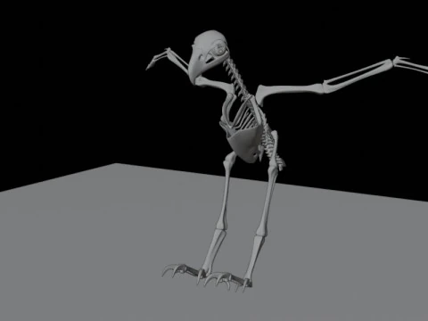 Stylized Avian Skeleton 3D Anatomy Model With Extended Wings Beshmesh 3D Model