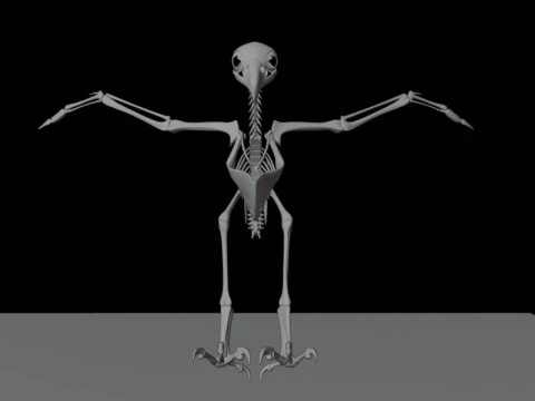 Stylized Avian Skeleton 3D Anatomy Model With Extended Wings Beshmesh 3D Model