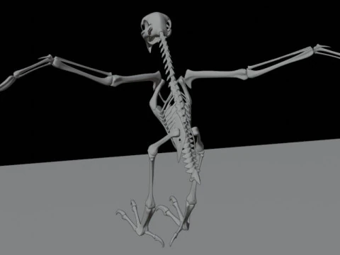 Stylized Avian Skeleton 3D Anatomy Model With Extended Wings Beshmesh 3D Model