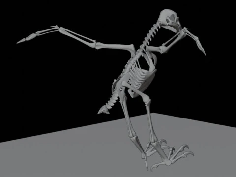Stylized Avian Skeleton 3D Anatomy Model With Extended Wings Beshmesh 3D Model