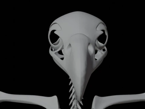 Stylized Avian Skeleton 3D Anatomy Model With Extended Wings Beshmesh 3D Model