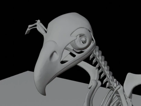 Stylized Avian Skeleton 3D Anatomy Model With Extended Wings Beshmesh 3D Model