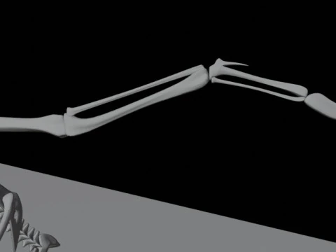 Stylized Avian Skeleton 3D Anatomy Model With Extended Wings Beshmesh 3D Model
