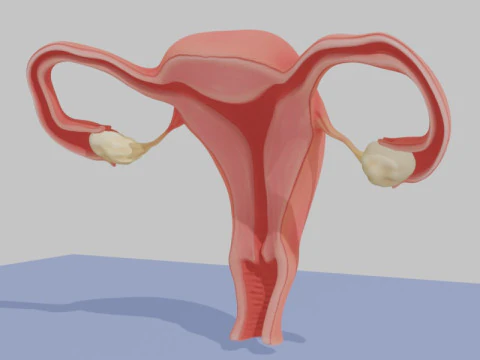 Realistic Female Reproductive System Anatomy 3D Educational Model 3D Model