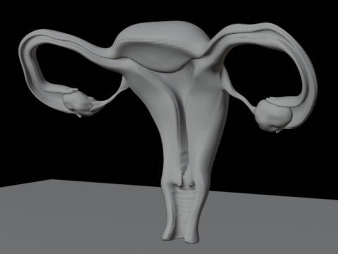 여성 생식 기관 해부학 Beshmesh 3D 모델