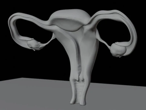 Anatomi Sistem Reproduksi Wanita Beshmesh Model 3D