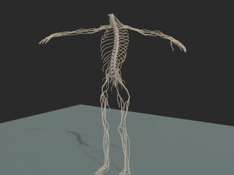 Modelo de anatomía 3D realista del sistema nervioso humano de cuerpo completo Modelo 3D