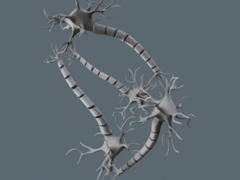 リアルなニューロンネットワーク 3Dモデル