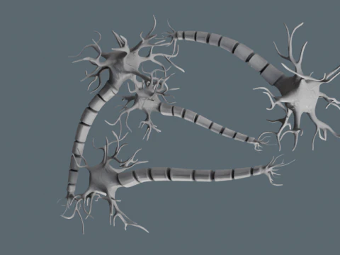 Realistic Neuron Network 3D Model