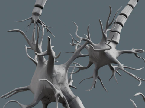 Realistic Neuron Network 3D Model