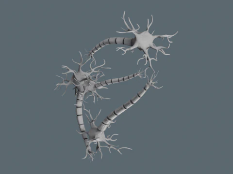 Realistic Neuron Network 3D Model