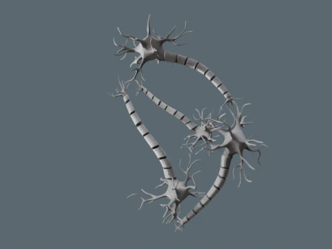 Realistic Neuron Network 3D Model