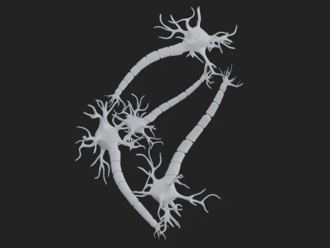 Realistic Neuron Network 3D Model