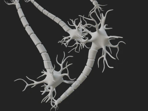 Realistic Neuron Network 3D Model